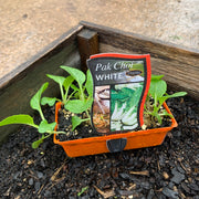 Pak Choi 'White'